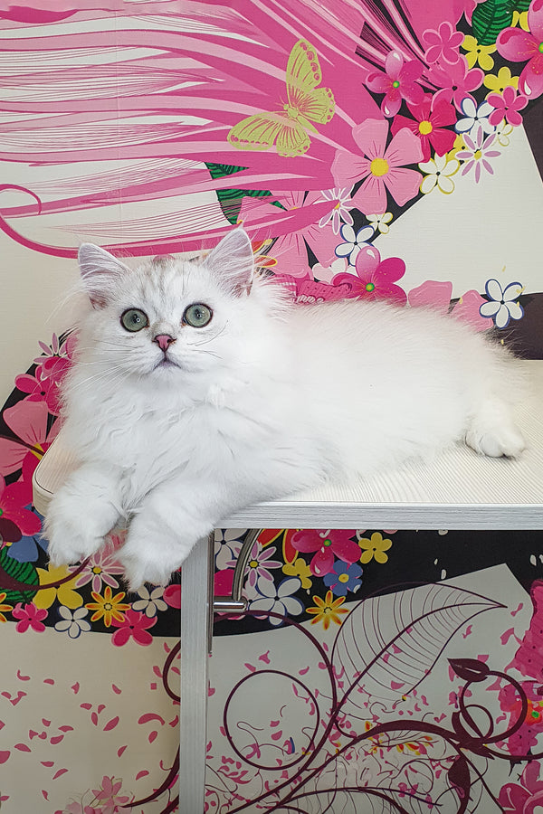 Fluffy british longhair kitten plombir with striking green eyes and pink nose lounging with health guarantee