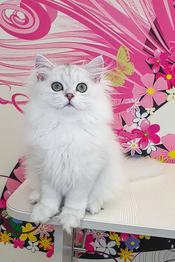 A fluffy white british longhair kitten with green eyes and pink nose sitting on a light surface with health guarantee