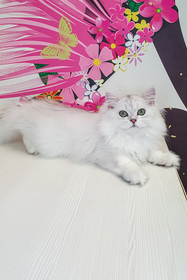 Plombir british longhair kitten with fluffy white fur and green eyes resting on light wooden surface health guarantee