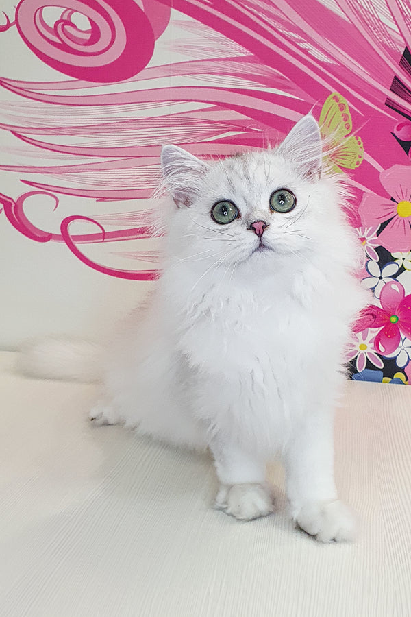 A british longhair kitten plombir with fluffy white fur green eyes and health guarantee sitting by a floral backdrop