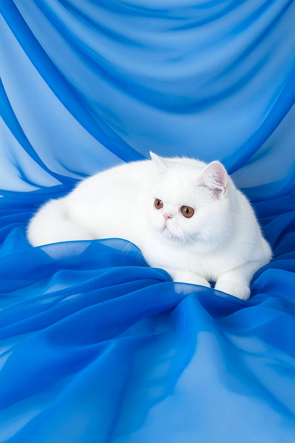 Plombir | Exotic Shorthair Kitten