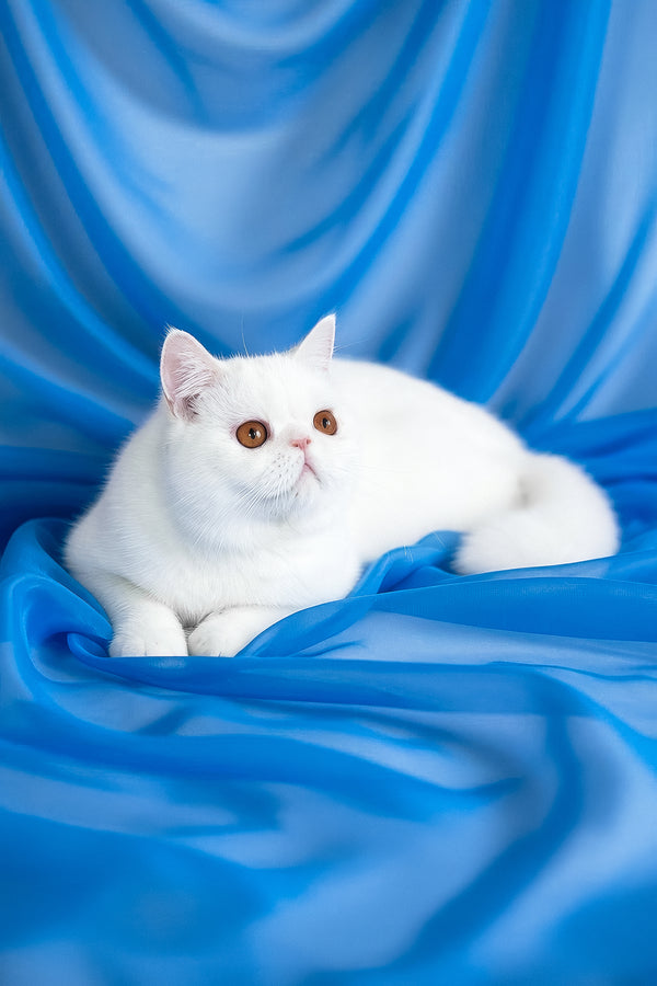 Plombir | Exotic Shorthair Kitten