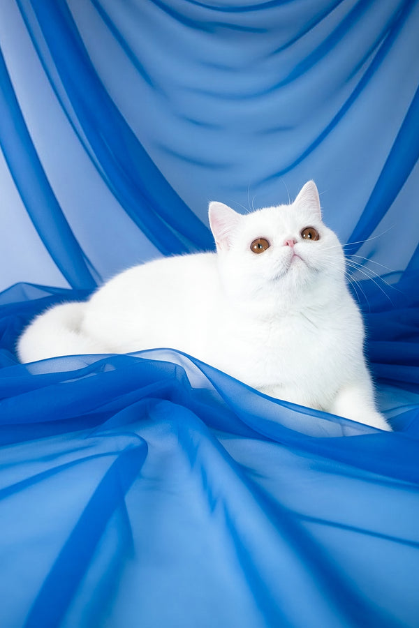 Plombir | Exotic Shorthair Kitten