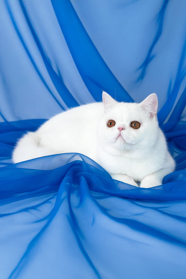 Plombir | Exotic Shorthair Kitten