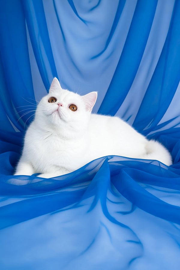 Plombir | Exotic Shorthair Kitten