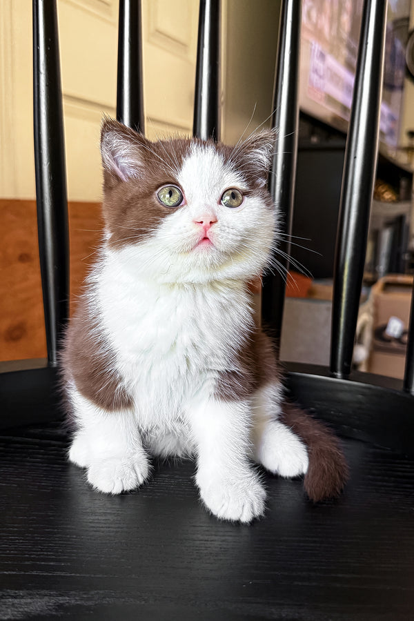 Pluto | British Shorthair Kitten