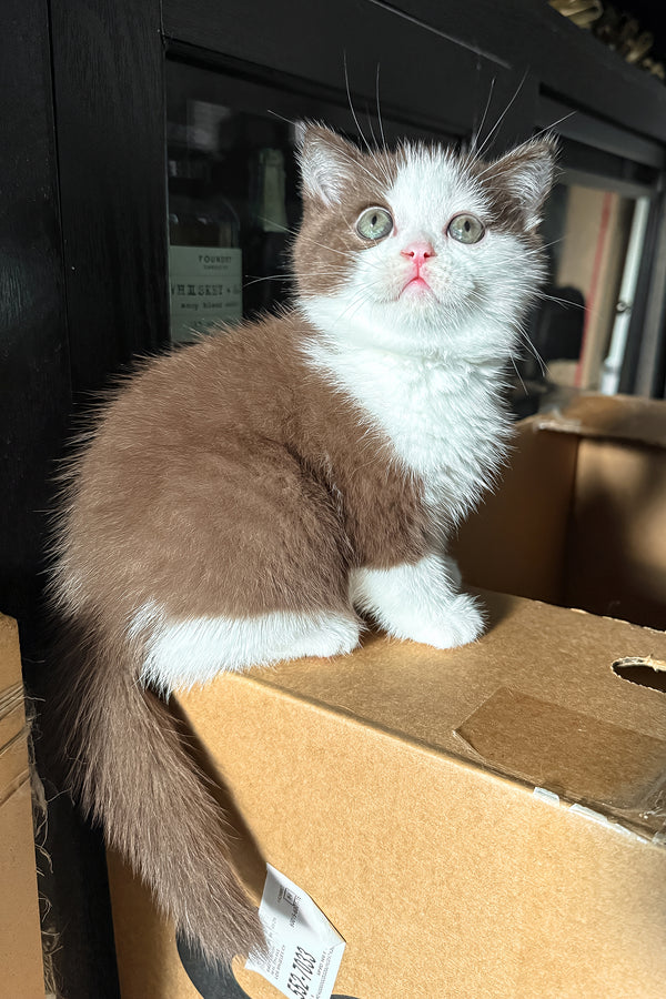 Pluto | British Shorthair Kitten