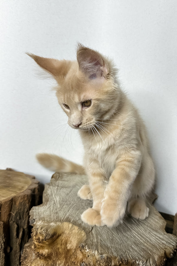 Pluto | Maine Coon Kitten