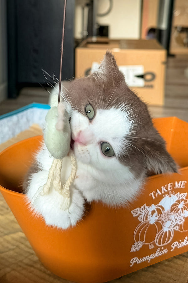 Pluto | British Shorthair Kitten