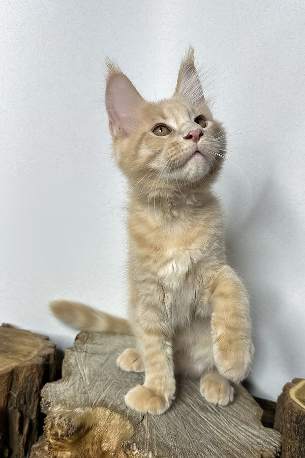 Pluto | Maine Coon Kitten