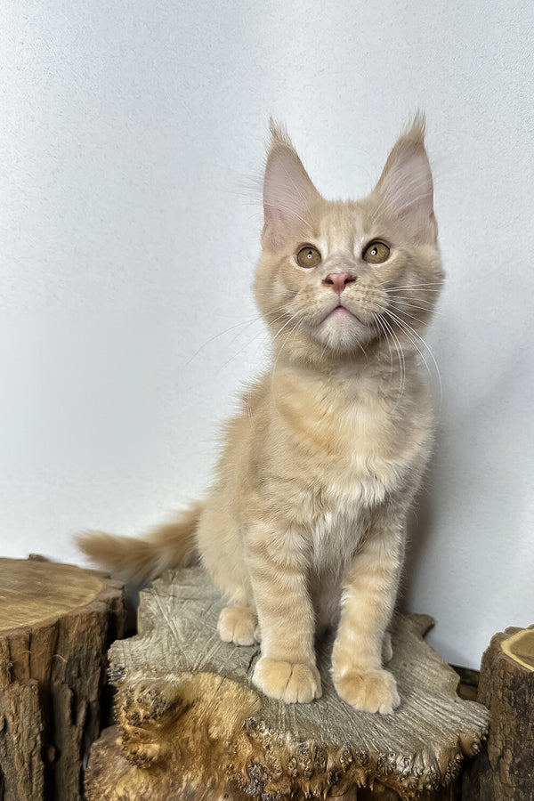 Pluto | Maine Coon Kitten
