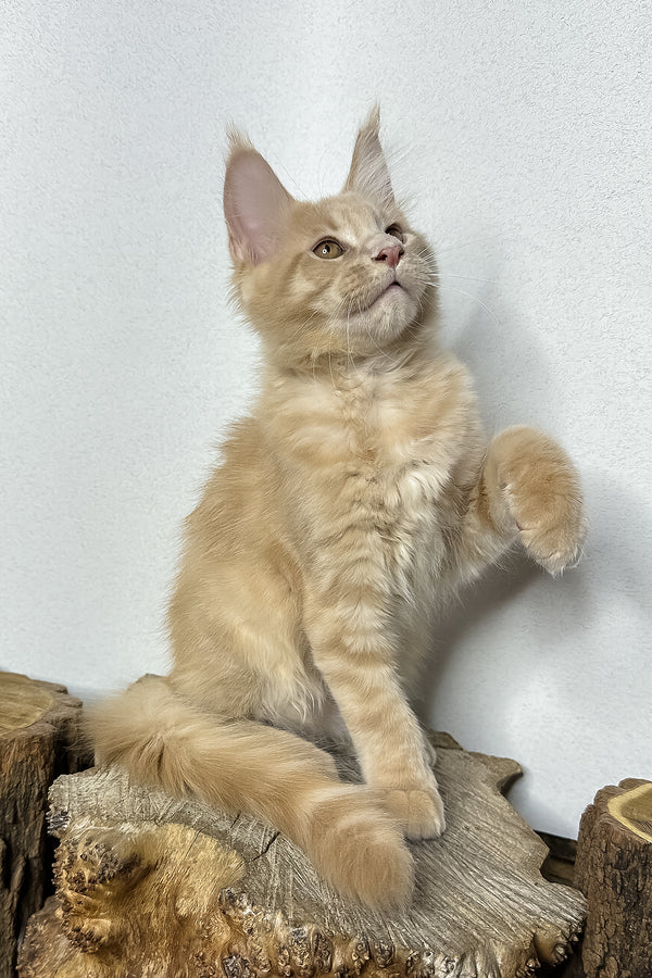 Pluto | Maine Coon Kitten