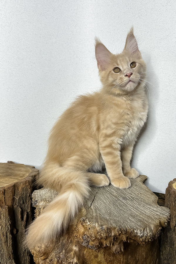 Pluto | Maine Coon Kitten