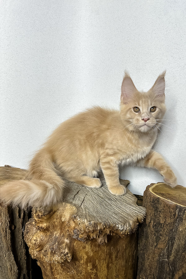 Pluto | Maine Coon Kitten