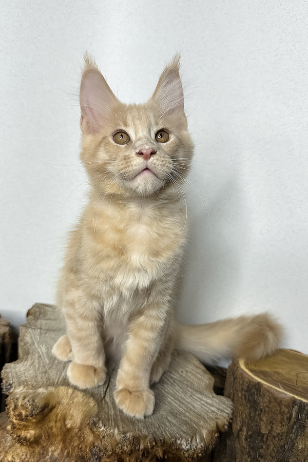 Pluto | Maine Coon Kitten