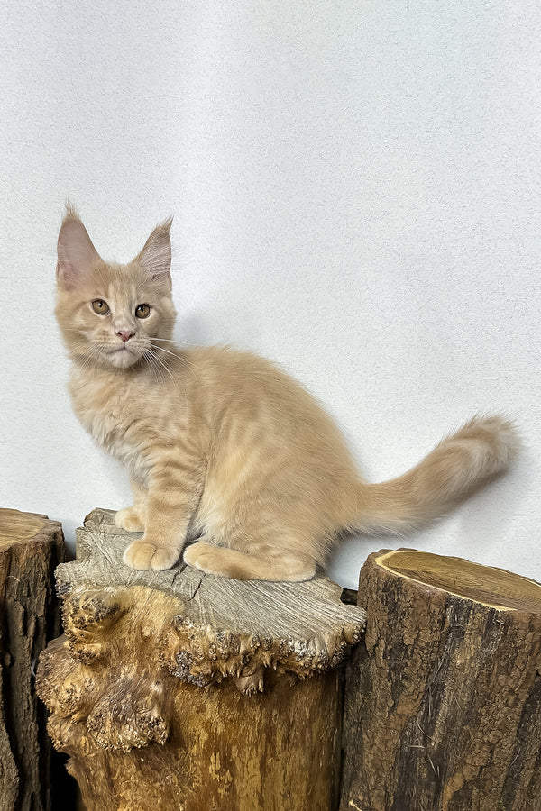 Pluto | Maine Coon Kitten