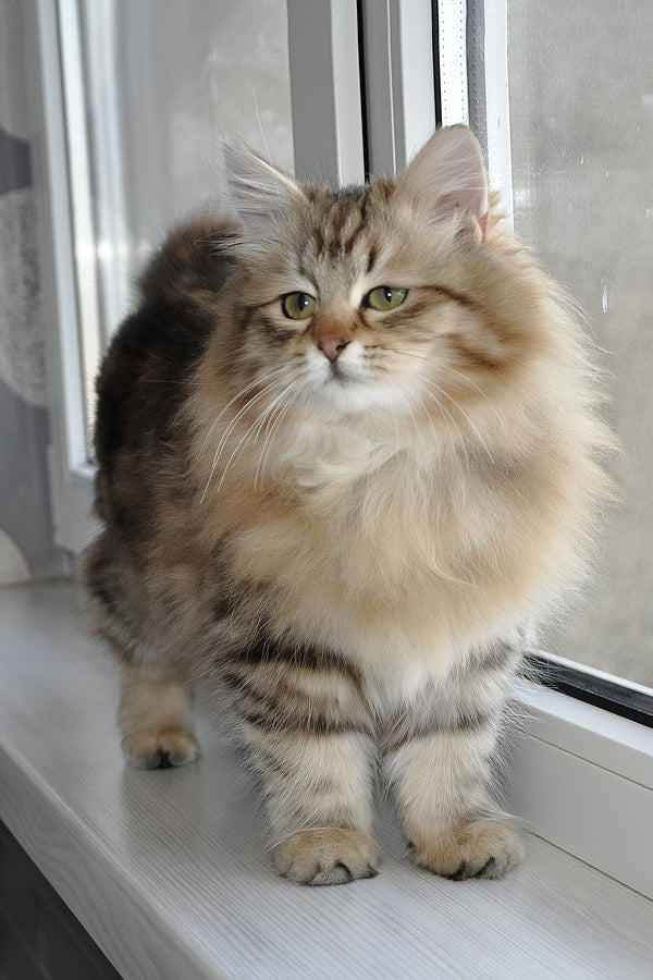 Polina | Siberian Kitten