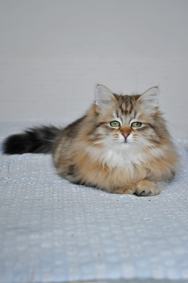Polina | Siberian Kitten