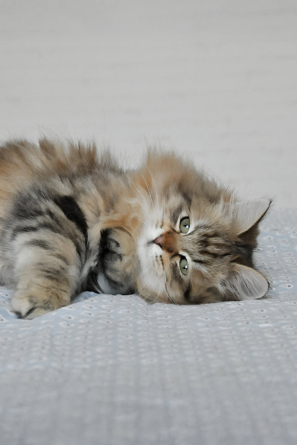 Polina | Siberian Kitten