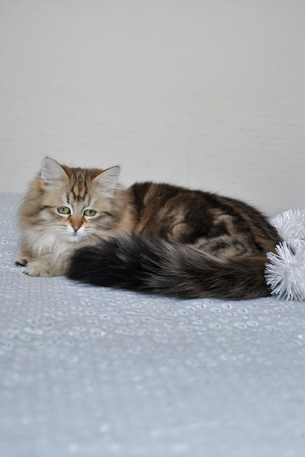 Polina | Siberian Kitten
