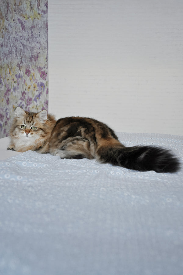 Polina | Siberian Kitten