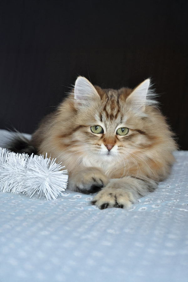 Polina | Siberian Kitten