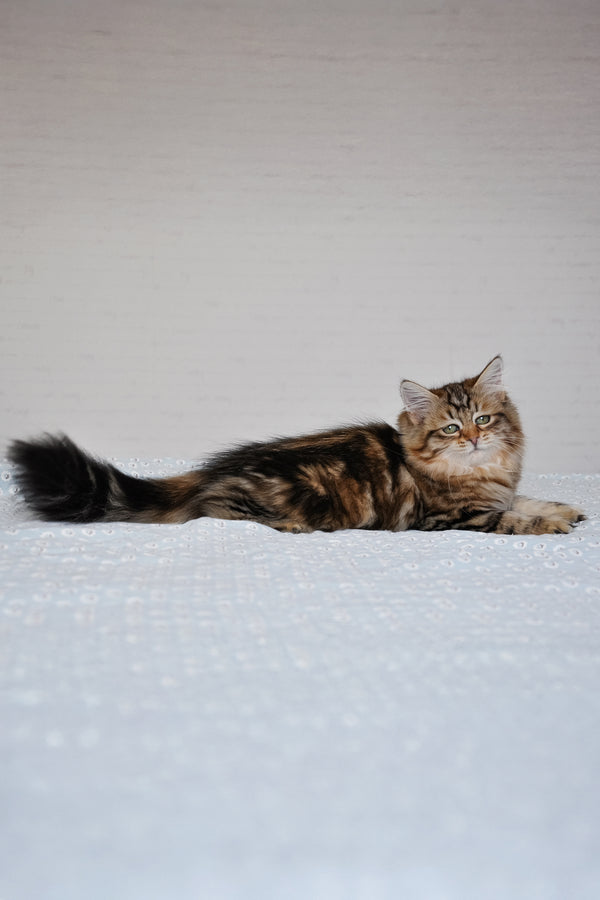 Polina | Siberian Kitten