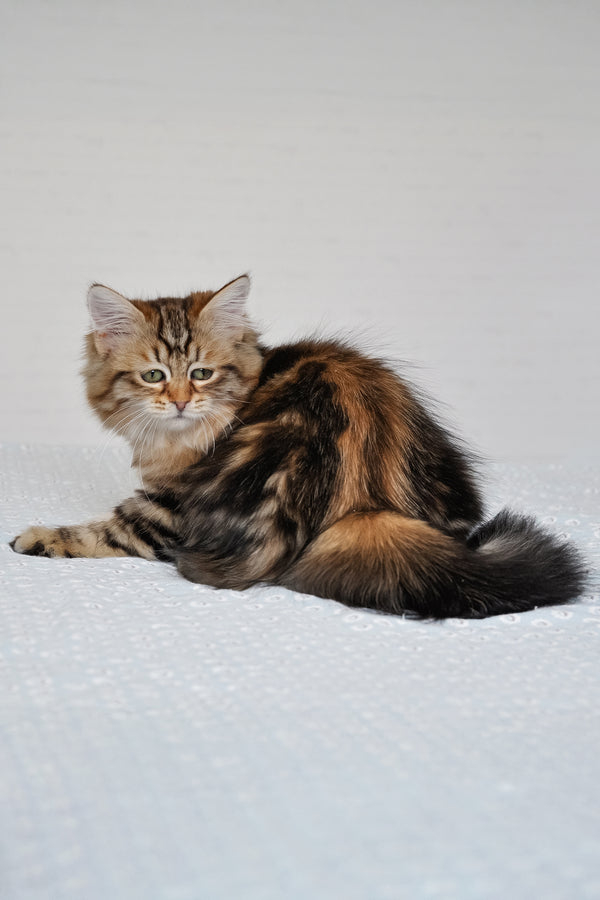Polina | Siberian Kitten