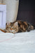 Polina | Siberian Kitten