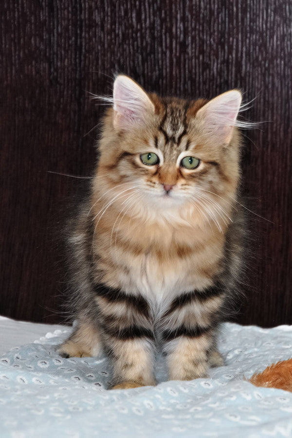 Polina | Siberian Kitten