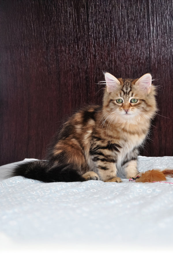 Polina | Siberian Kitten