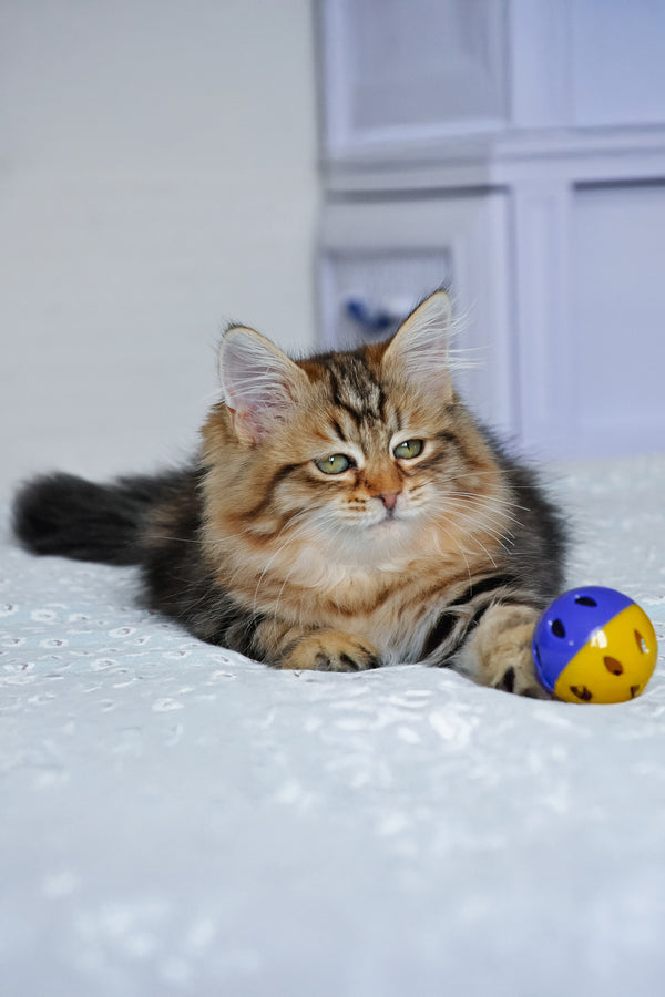 Polina | Siberian Kitten