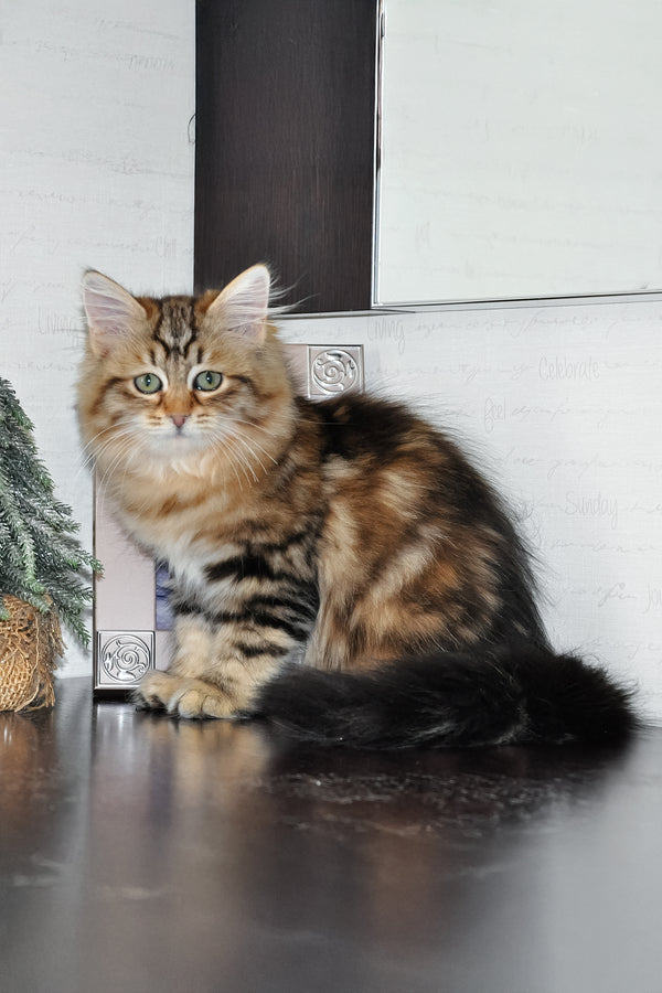 Polina | Siberian Kitten
