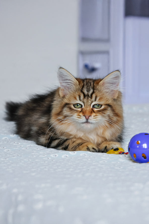 Polina | Siberian Kitten