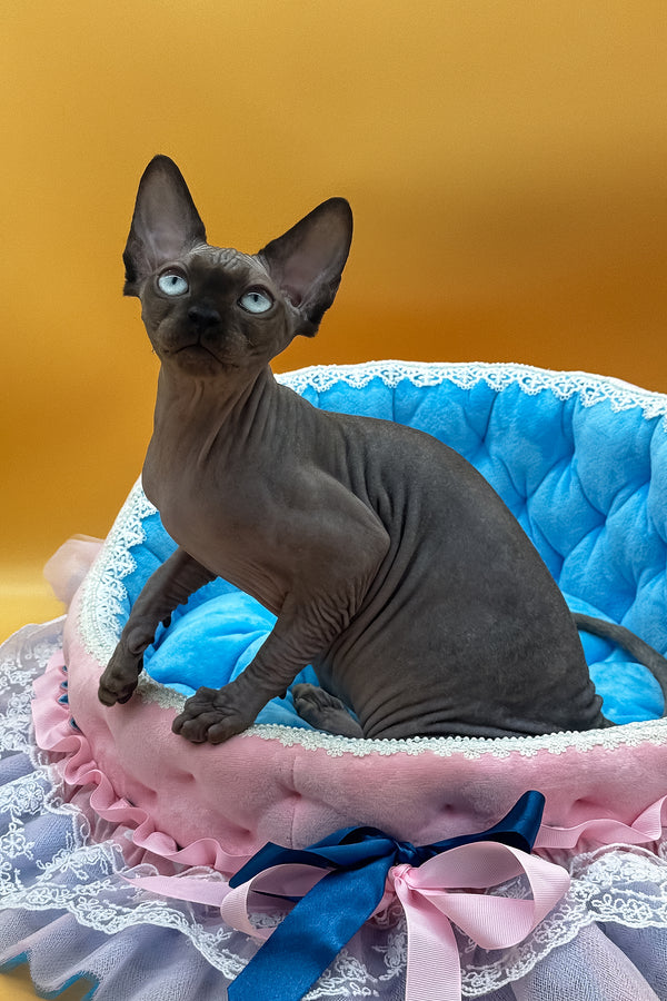Polina | Canadian Sphynx Kitten