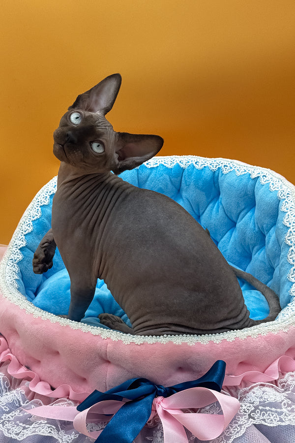 Polina | Canadian Sphynx Kitten