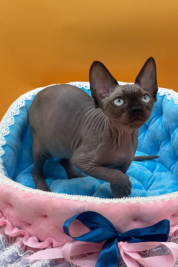 Polina | Canadian Sphynx Kitten