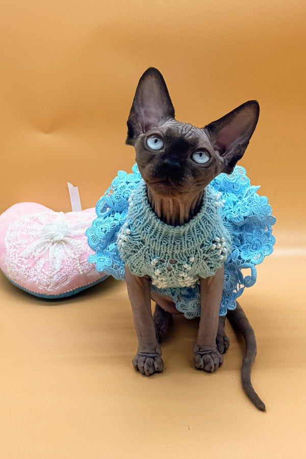 Polina | Canadian Sphynx Kitten