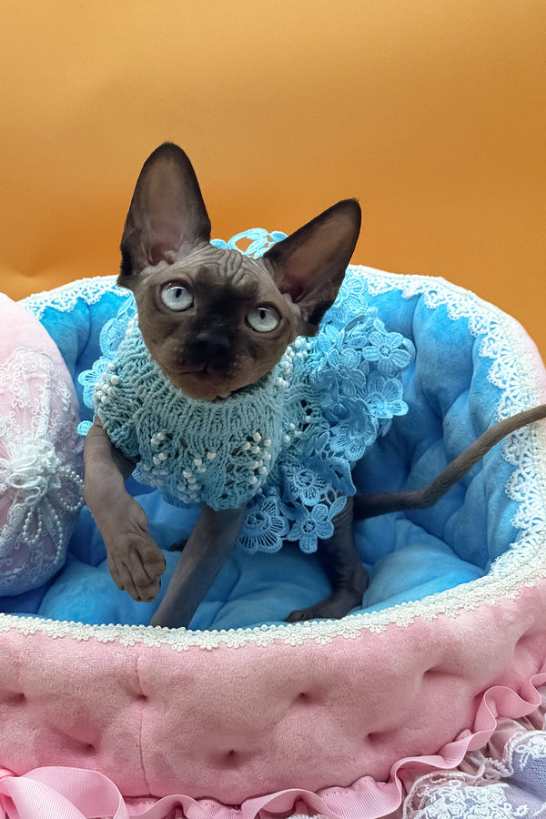 Polina | Canadian Sphynx Kitten