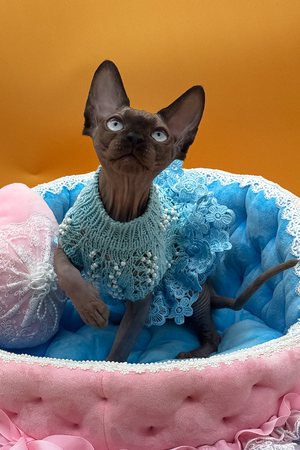 Polina | Canadian Sphynx Kitten