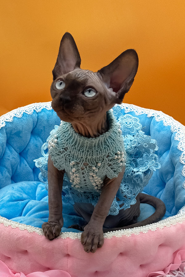 Polina | Canadian Sphynx Kitten