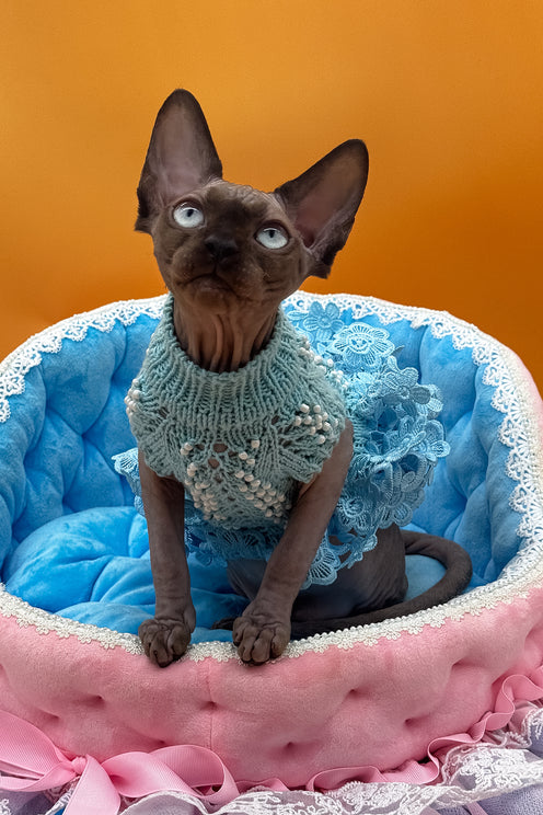 Polina | Canadian Sphynx Kitten
