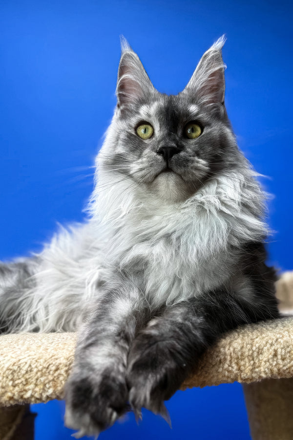 Polly | Maine Coon Kitten