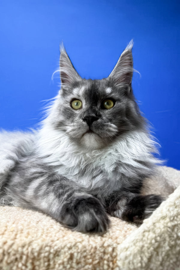 Polly | Maine Coon Kitten