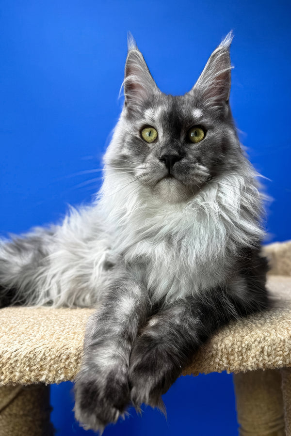 Polly | Maine Coon Kitten