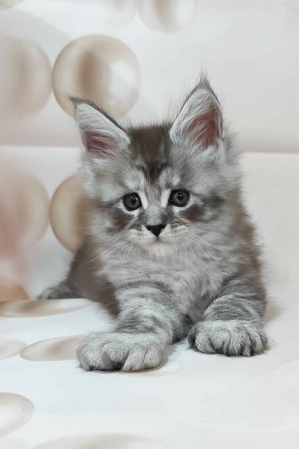 Porsche | Polydactyl Maine Coon Kitten