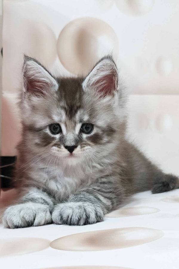 Porsche | Polydactyl Maine Coon Kitten