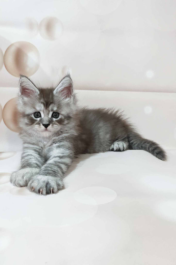 Porsche | Polydactyl Maine Coon Kitten
