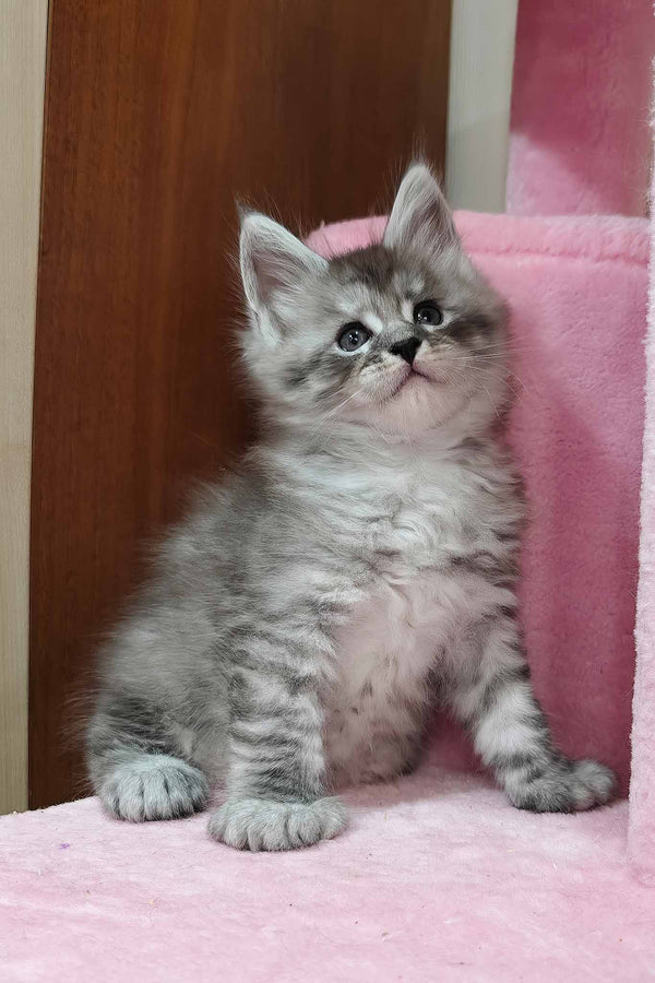Porsche | Polydactyl Maine Coon Kitten