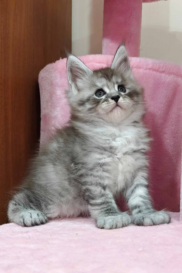 Porsche | Polydactyl Maine Coon Kitten